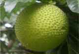 Breadfruit (ब्रेडफ्रूट)