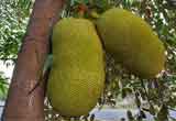 Jackfruit ( जैक फ्रूट ) ( Katahal )